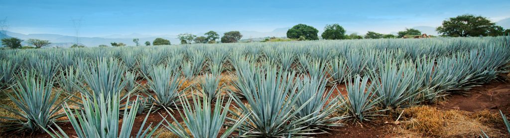 Foto von Agave