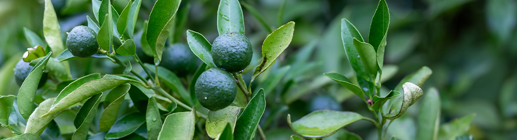 Calamansi Strauch