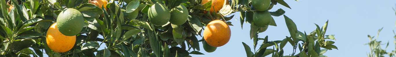 Grapefruit Baum