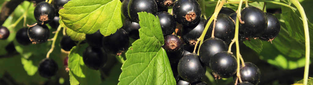 Strauch mit schwarzen Johannisbeeren