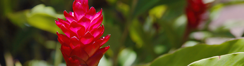 Blüte von Ingwer