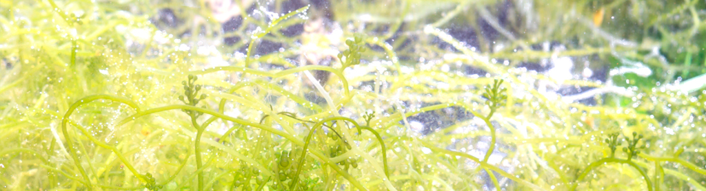 Spirulinafeld