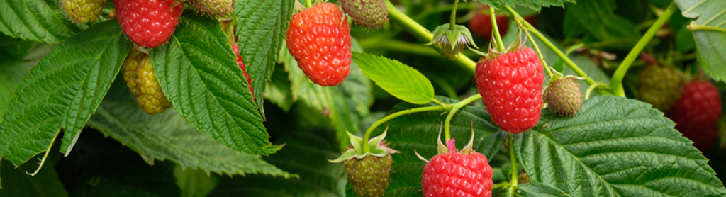 Himbeeren