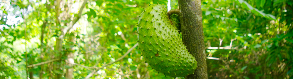 Fotos von Guanabana