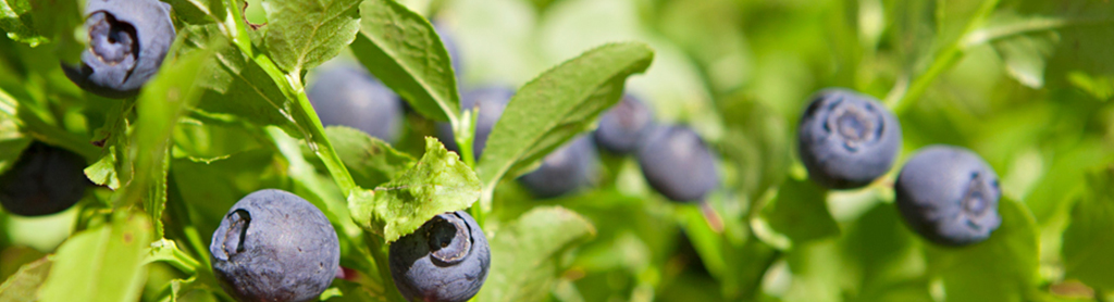 Fotos von Heidelbeeren