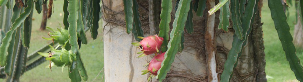 Foto von einer pinken Drachenfrucht