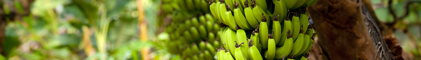 Bananenbaum