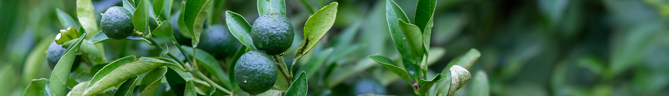 Calamansistrauch