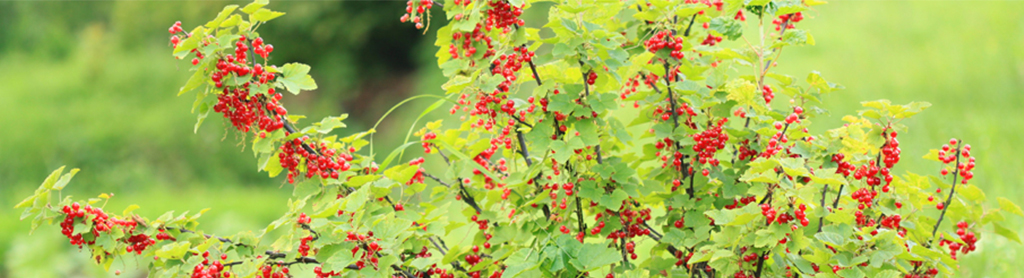 Strauch mit roten Johannisbeeren