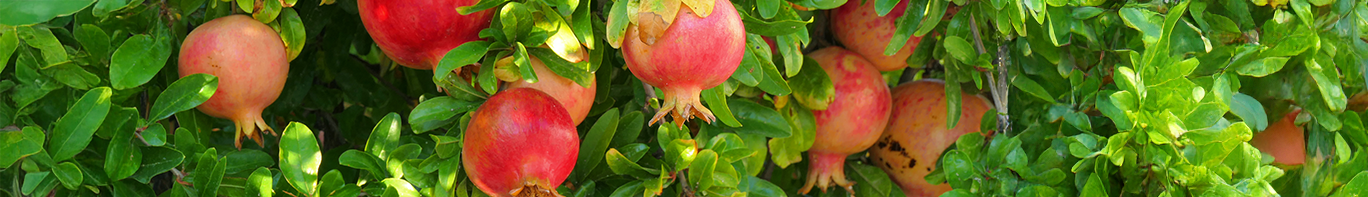 Granatapfel-Baum