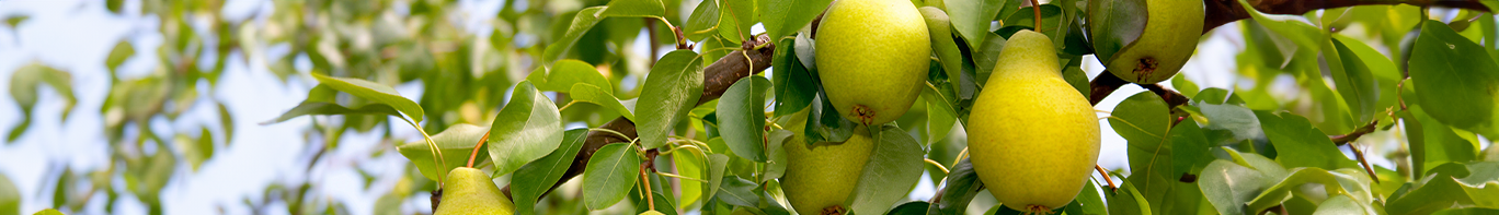 Birnenbaum