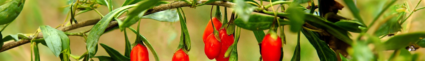 Goji-Strauch