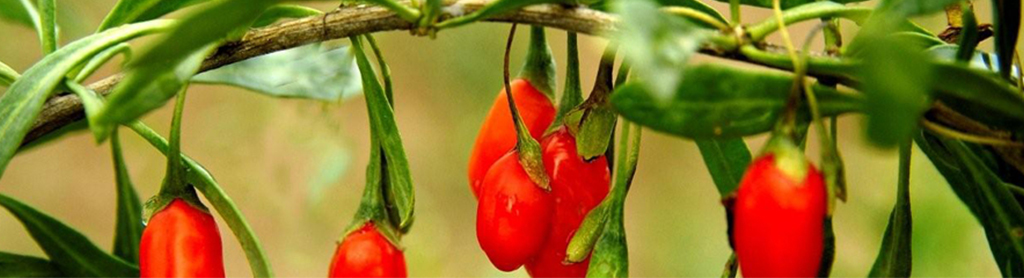 Goji Beeren