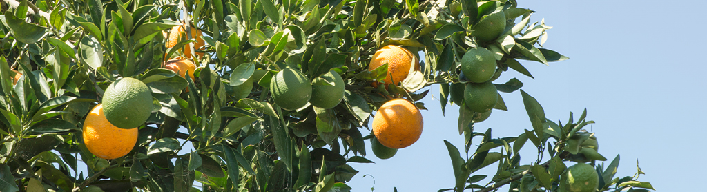 Fotos von Grapefruit