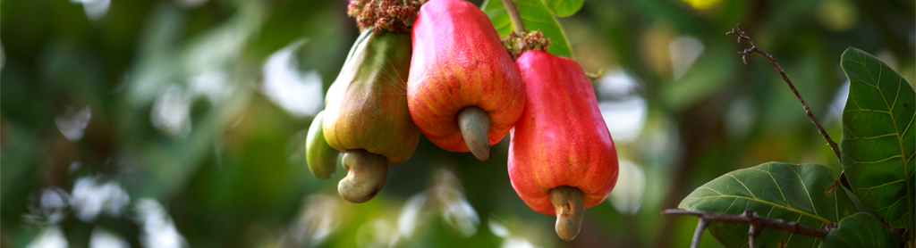 Fotos von Cashew-Äpfeln