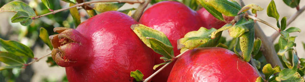 Granatapfel
