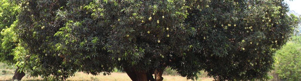 Mangobaum