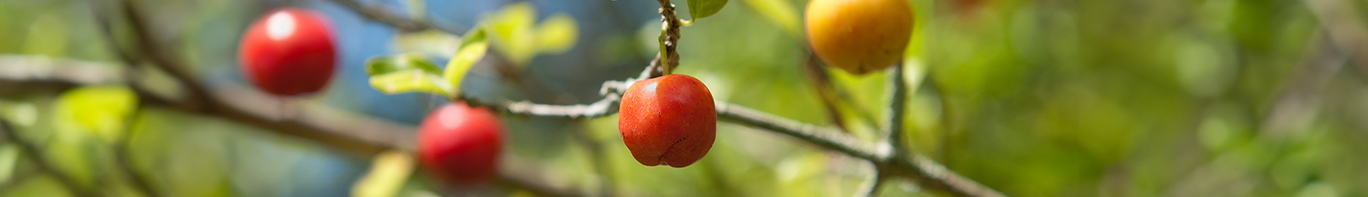 Acerola