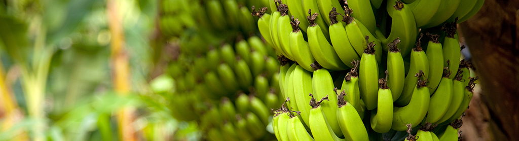 Bananen am Baum