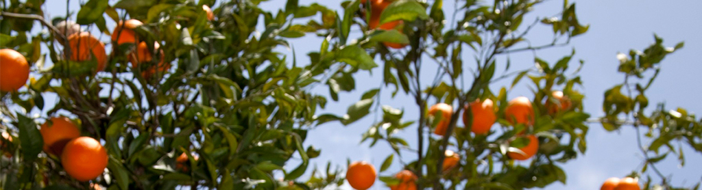 Orangenbaum