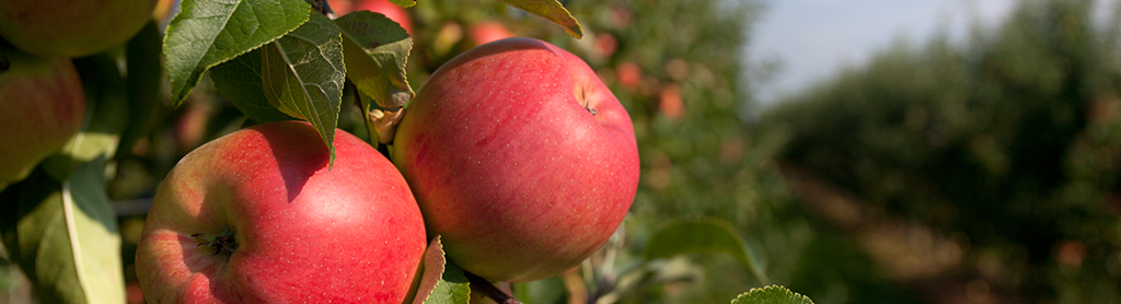 Apfel am Baum
