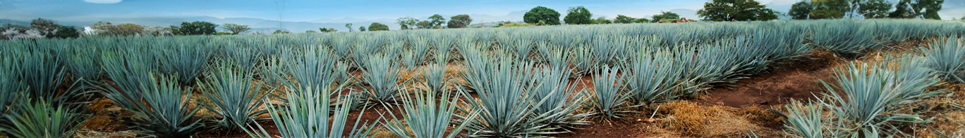 Foto eines Agave-Feldes