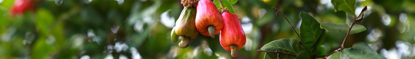 Cashewbaum