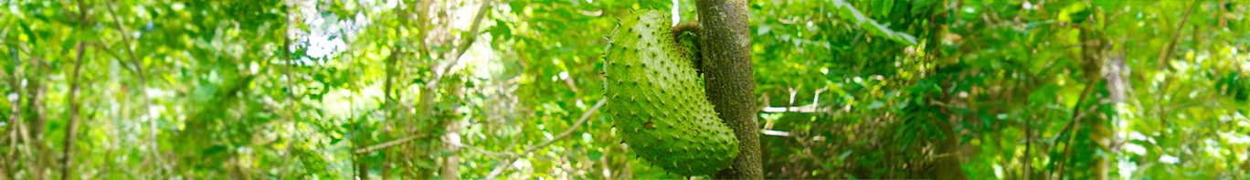 Guanabana