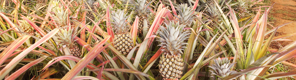 Foto von Ananas
